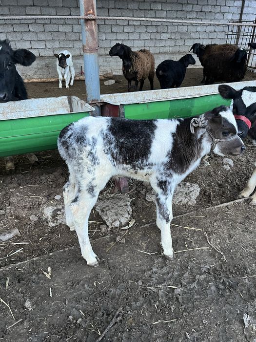 Ona bola sigir bolasi erkak