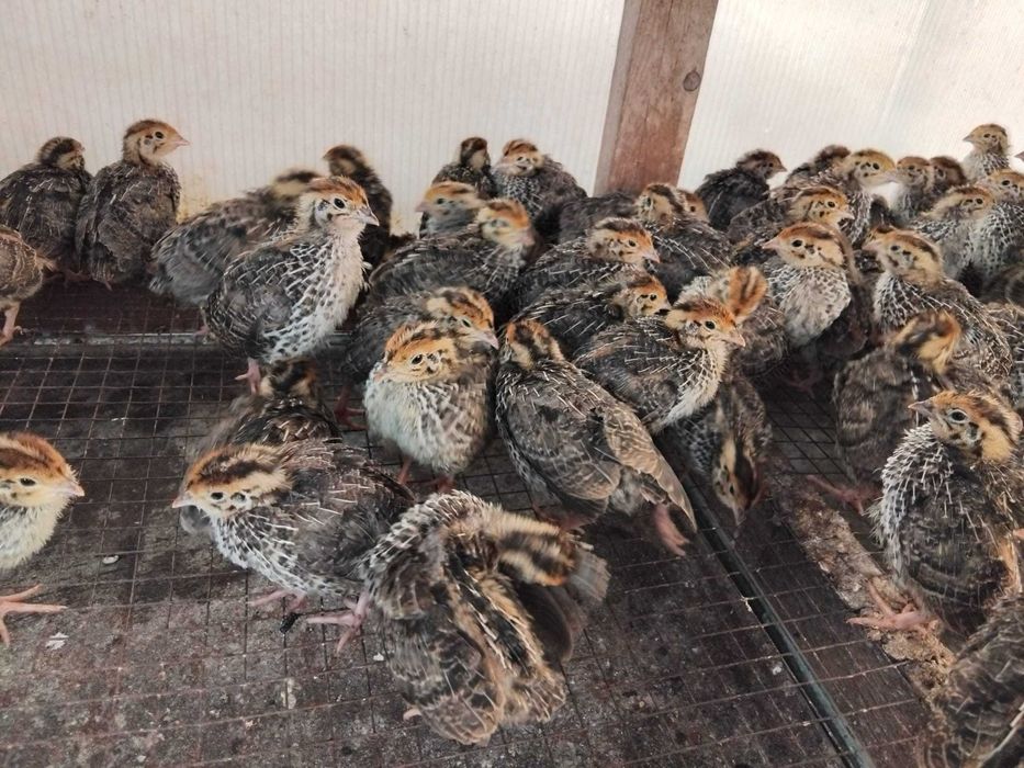Vând pui de prepeliță – 4 săptămâni