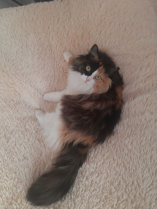 Кошечки домашние