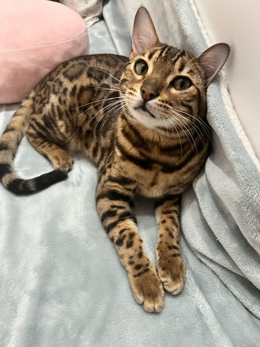 Бенгальская кошечка , 8 месяцев ,девочка