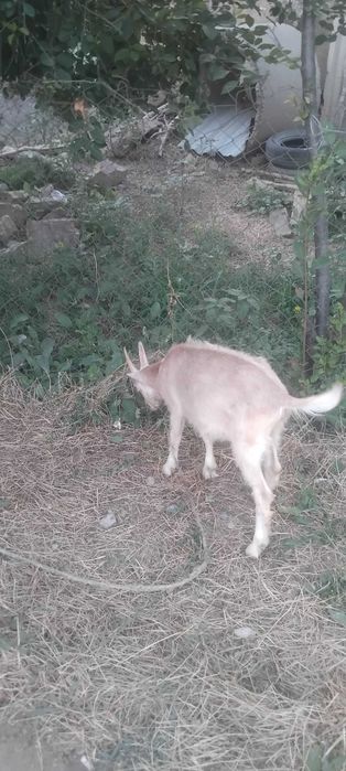 Zotdor alpin echki