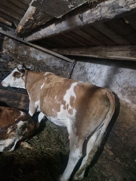 Vaca gestanta de vanzare