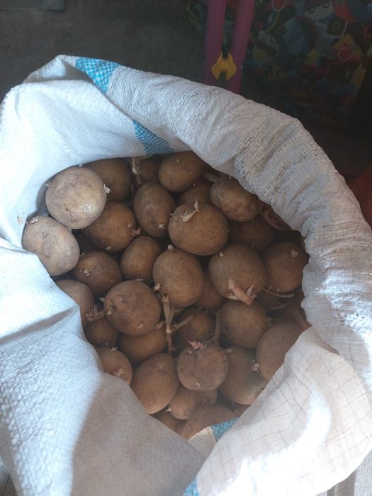 Продам семенной картофель