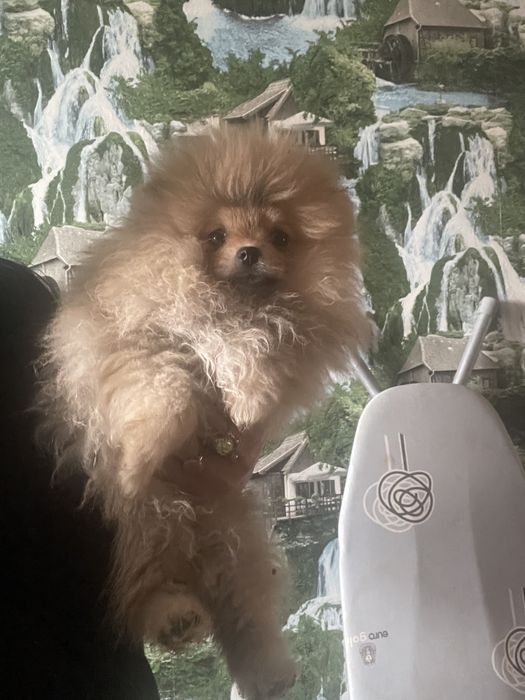 Померанские шпицушки