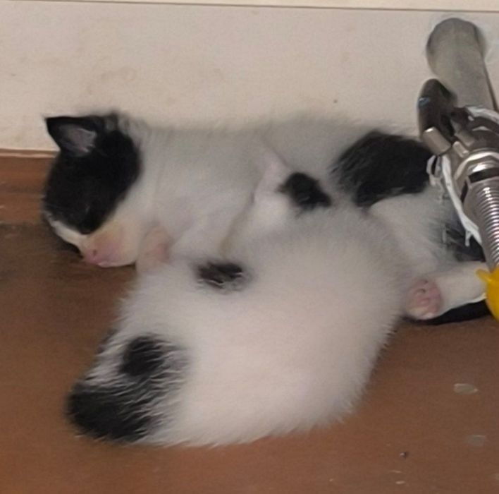 Отдам бесплатно в любящие руки