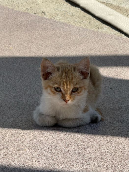 Котенок рыжая девочка 3 месяца