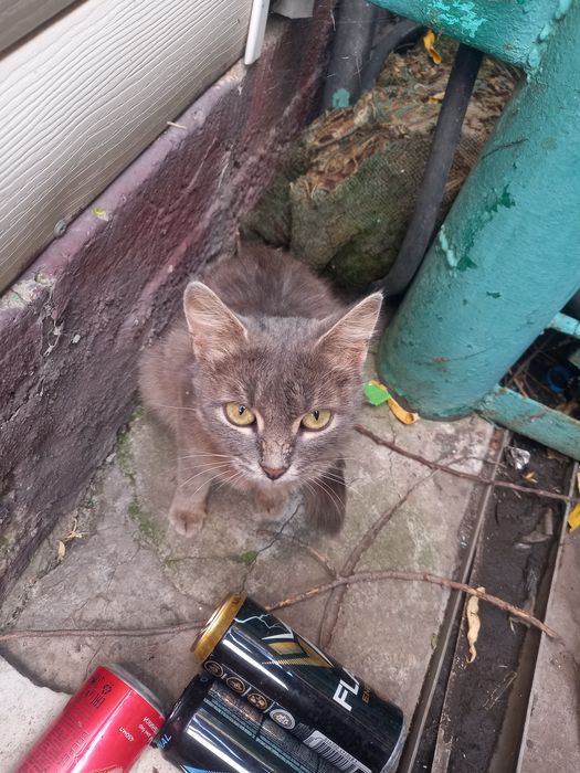 Котята хороший 04