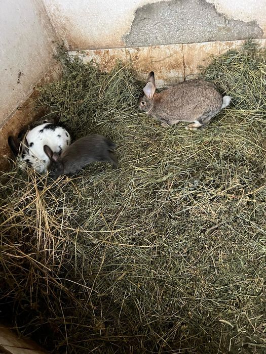 Vând iepuri pui/adult diferite rase