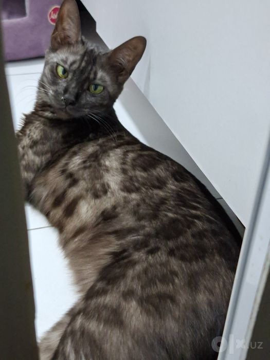 Bengal. Toza qonli bengal mushuk. Bengal mushuk. Mushuk.