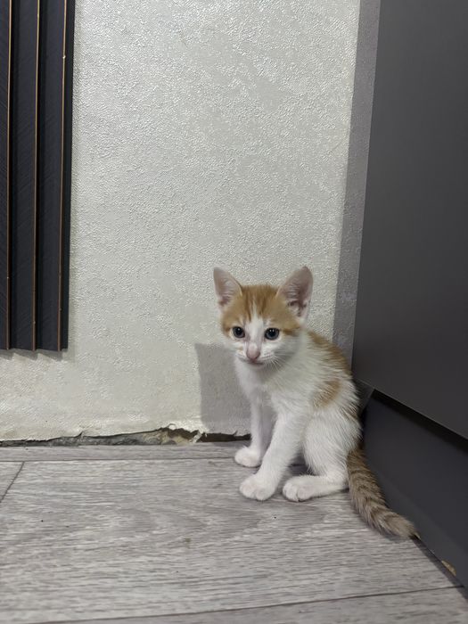 Котята отдам в добрые руки