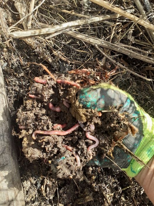 червы шылаушын биогумус