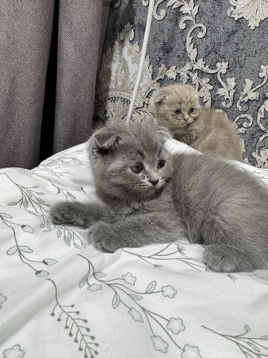 Котятя Скоттиш и Скоттиш Страйт
