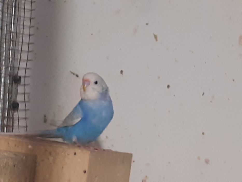 Crescator vand perusi reproducatori normali si standard