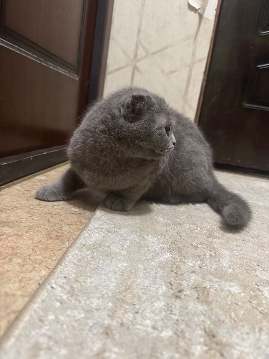 Кошка скотиш фолд .