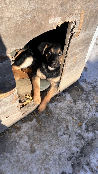 Щенок в добрые руки, девочка. Ұрғашы күшік