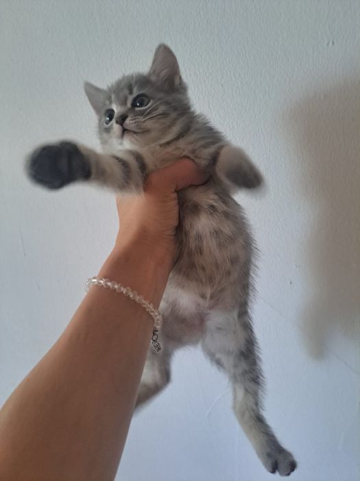 Котики для добрые руки