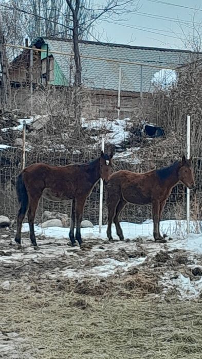 Тай сатылады 8айлык