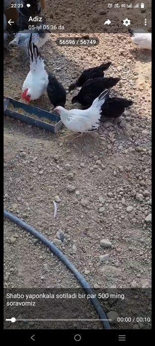 Quyon tovuq jojala sotiladi