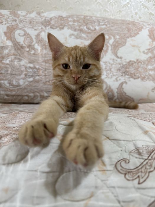 Рыжий котенок 4 месяца