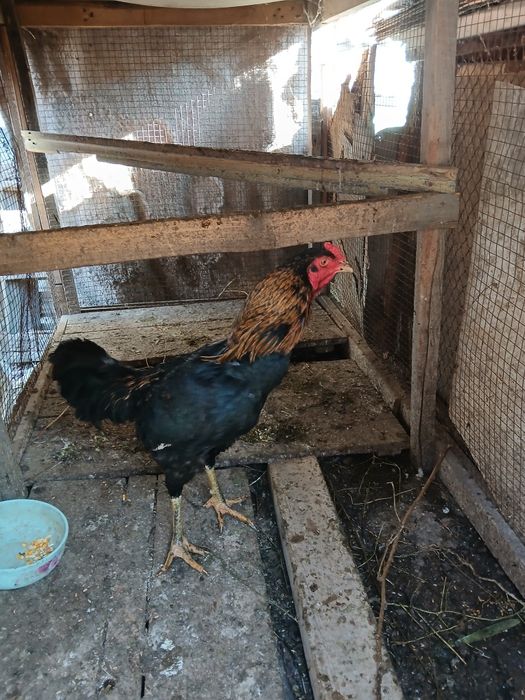 Дакан поместной сатылады