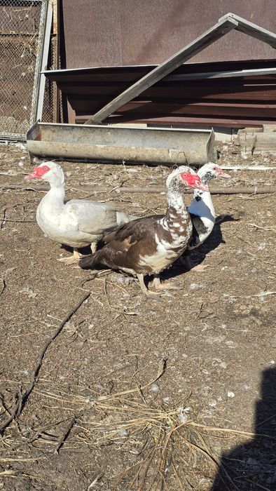 Индоутки (уточки и селезни)