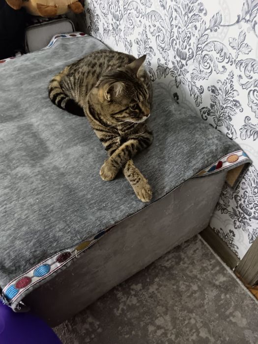 Кошка кошка кошка