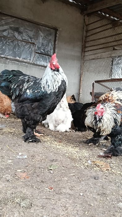 Петух Брама 10 месяцев