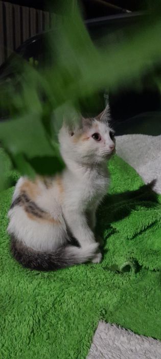 Ищем дом котенку девочке