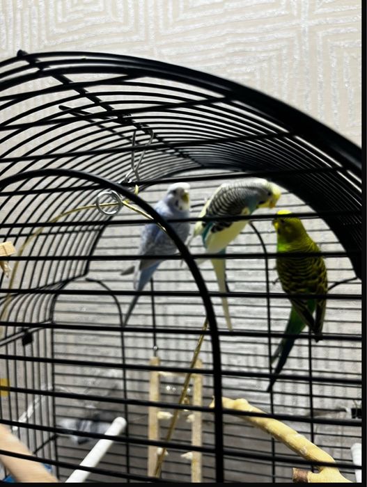 3  птицы волнистики