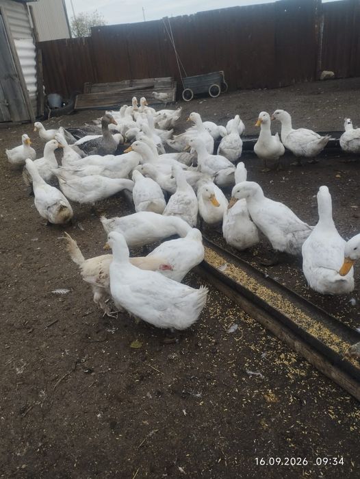 Продам уток 2,5. 3 кг