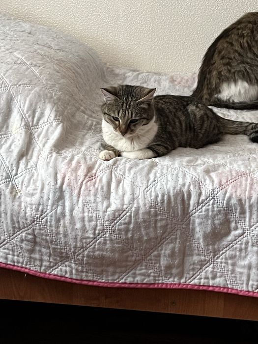 Отдам в добрые руки