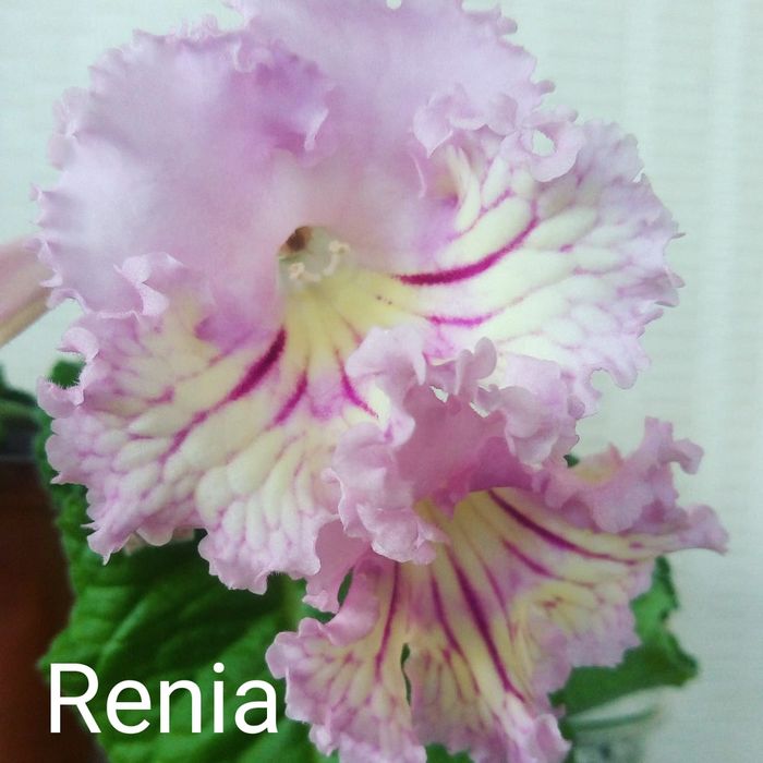 Стрептокарпус детки