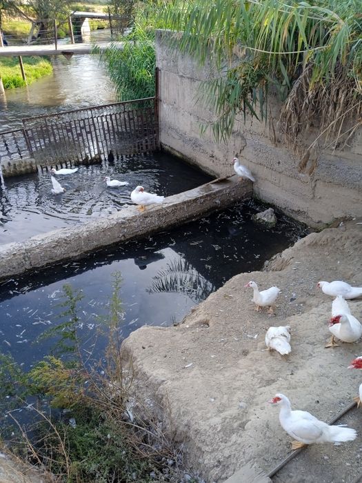 ИНДОУТКИ(готовый бизнес)