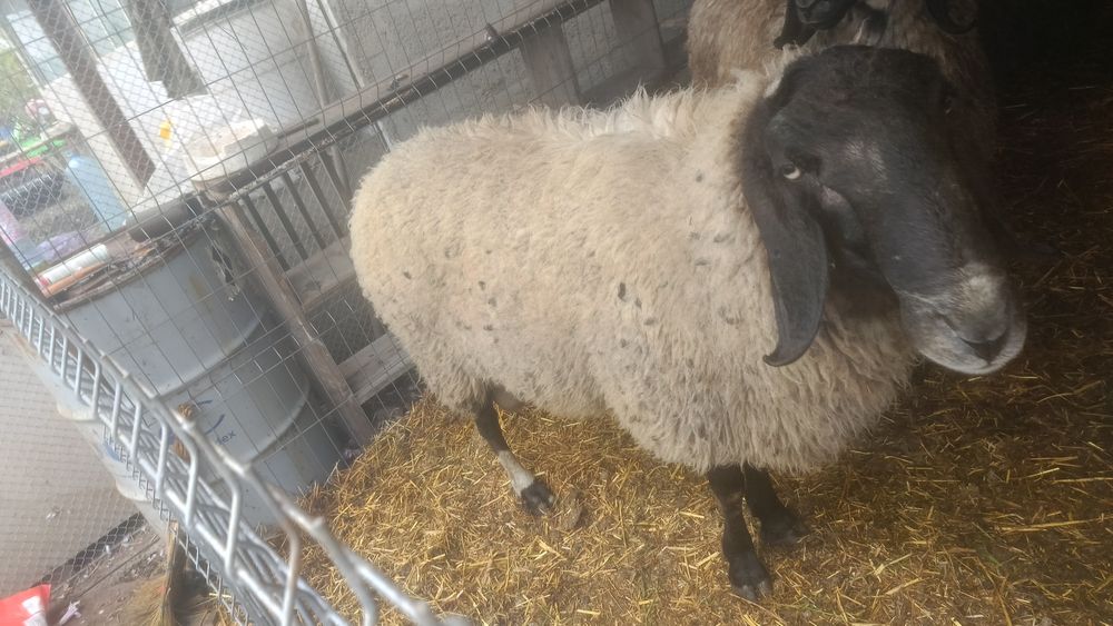 2 oi sârbesti +berbec 6500 lei