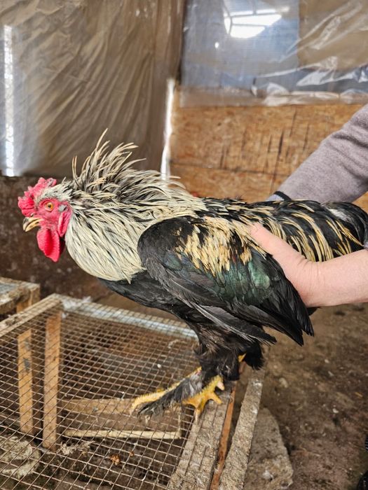 Қораздар сатылады