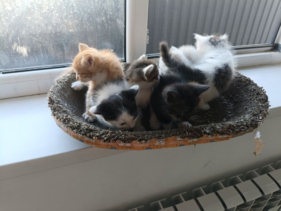 Котята бесплатно