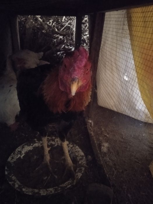 Хуроз сотилади зур