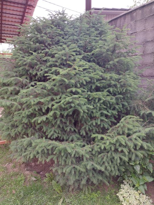 Ёлки 4 метра .Самовывоз