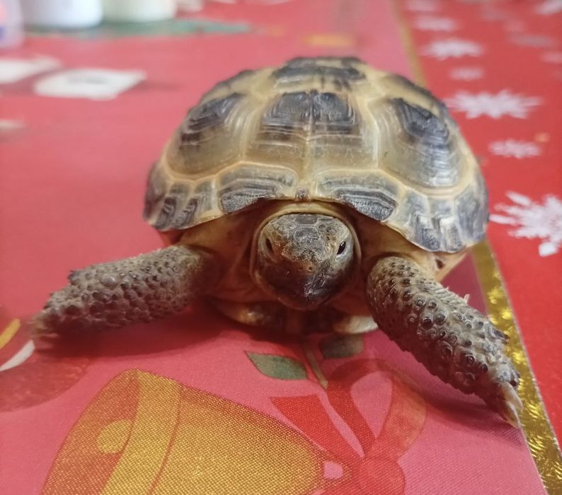 Черепашка маленькая