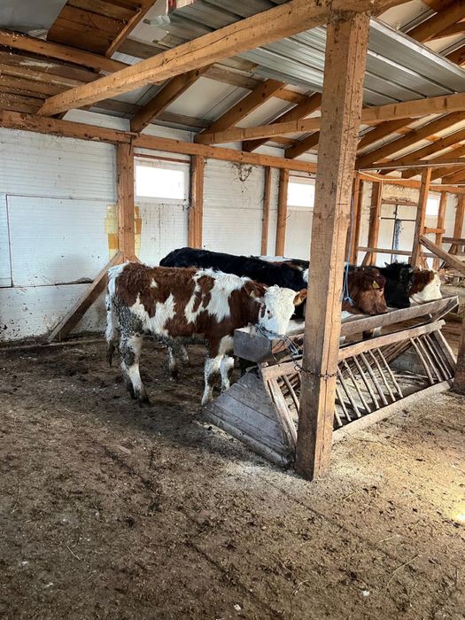 Vand 4 vitele si un tauras