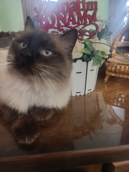 Siam mushugi juda kelishgan