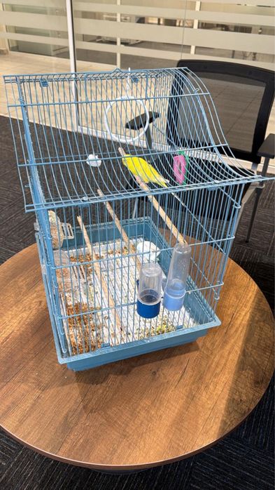 Попугай с Клеткой