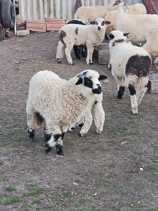 Vând miei de paște