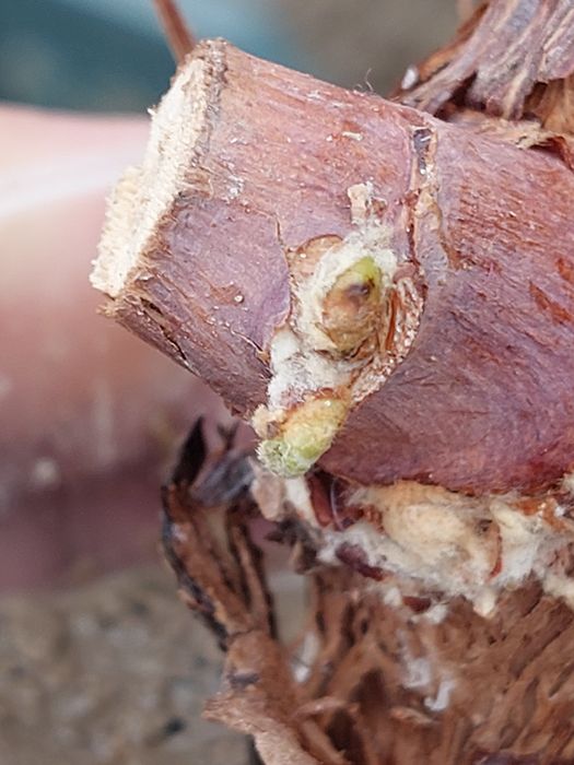 Жүзім көшеттері сатылады.