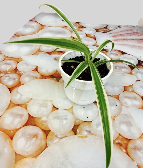 Хлорофитум вариегатный