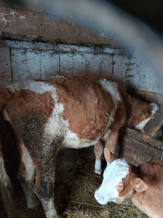 Se vând 2 vaci   tinere si cuminti