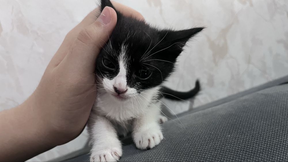 милые домашние котята