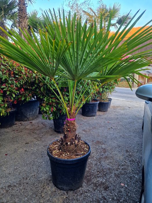 Pelmier trachycarpus fortunei, Chamaerops exclesa, cycas, maslin etc