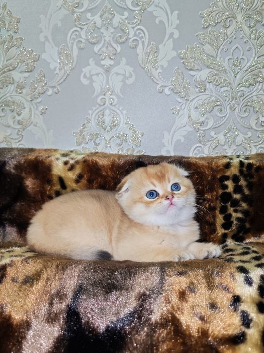Золотая шиншилла котята