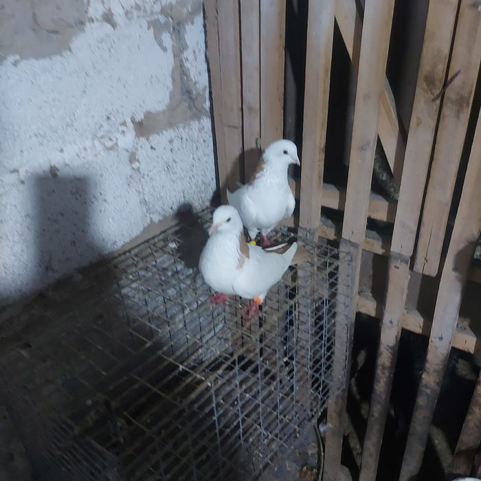 Желташейки пара гатовый